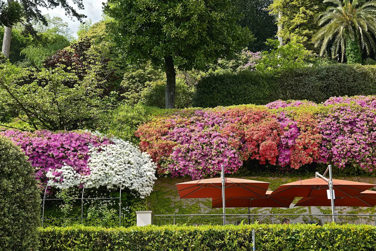 Siepi di azalee in piena fioritura, rosa, fucsia, salmone e bianche, nel giardino di Villa Carlotta a Tremezzo, con alberi verdi e una palma sullo sfondo e ombrelloni arancioni in basso