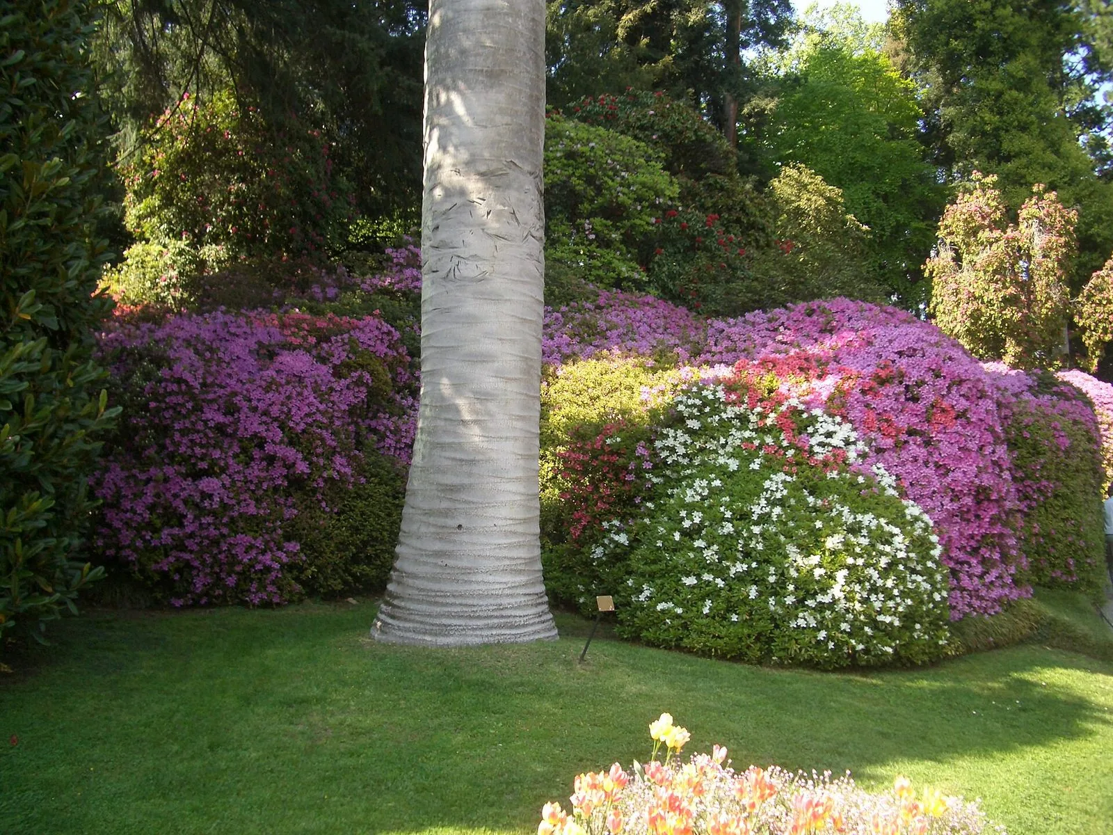 Grandi cespugli di azalee fiorite rosa, fucsia, rosse e bianche in un giardino, con il tronco chiaro di una palma al centro, un prato verde e tulipani in primo piano